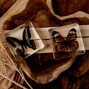 Butterfly Specimen Set