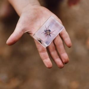 Spiny Spider Specimen