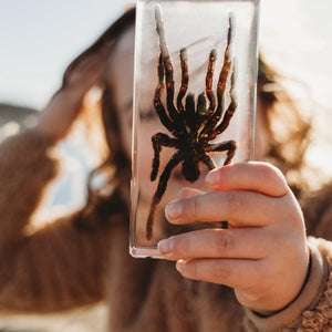 Tarantula Specimen