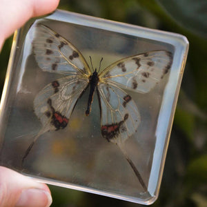 Swallowtail Butterfly Specimen