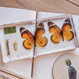 Butterfly Lifecycle Specimen Block