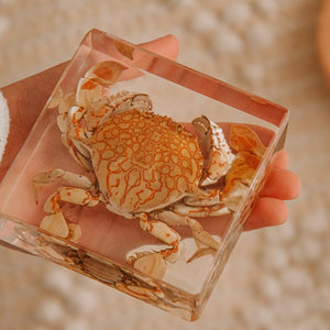 Flower Moon Crab Specimen