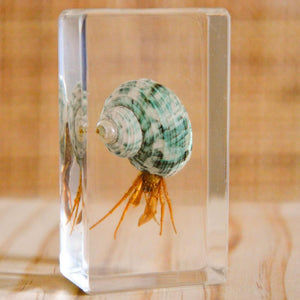 Hermit Crab Specimen