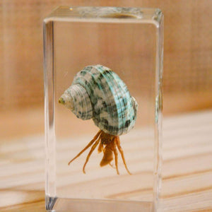 Hermit Crab Specimen