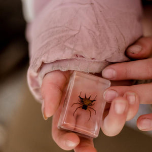 Spiny Spider Specimen