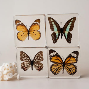 Butterfly Specimen Set