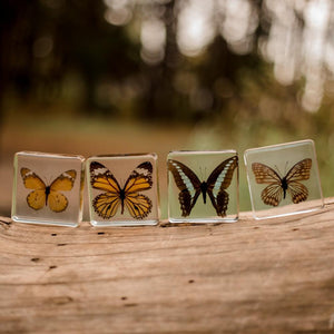 Butterfly Specimen Set