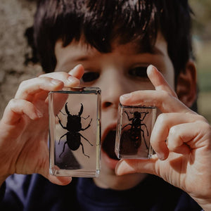 Stag Beetle Specimen