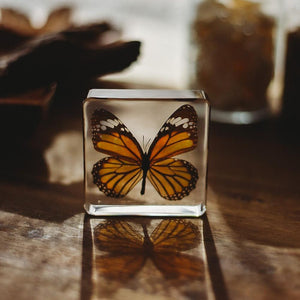 Common Tiger Butterfly Specimen