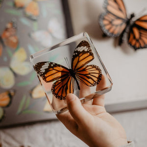 Common Tiger Butterfly Specimen