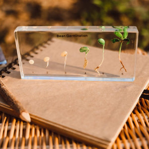 Bean Germination Specimen Block