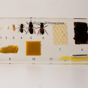 Honeybee Lifecycle Specimen Block