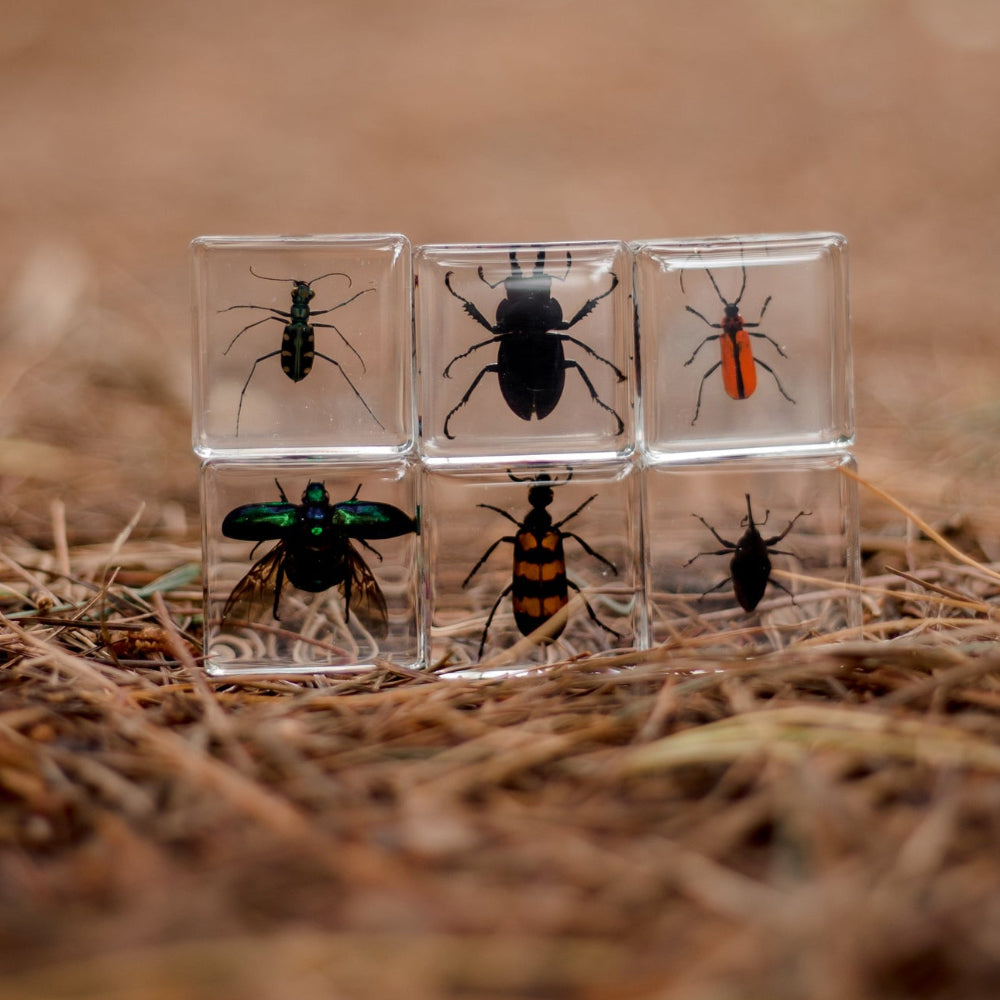 Brilliant Bugs Specimen Set