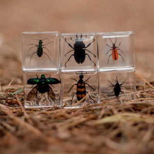 Brilliant Bugs Specimen Set