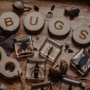 Brilliant Bugs Specimen Set