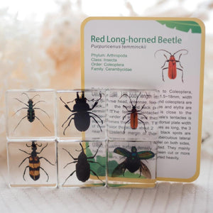 Brilliant Bugs Specimen Set