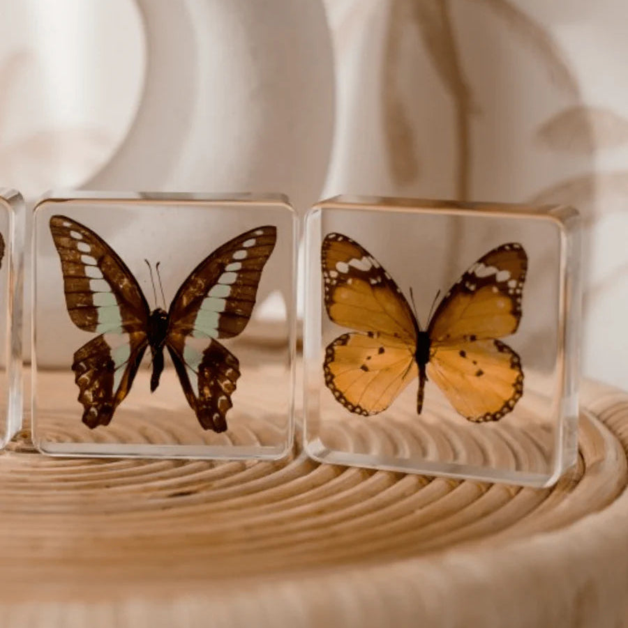 Butterfly Specimen Pair - African Monarch + Common Bluebottle Butterfly