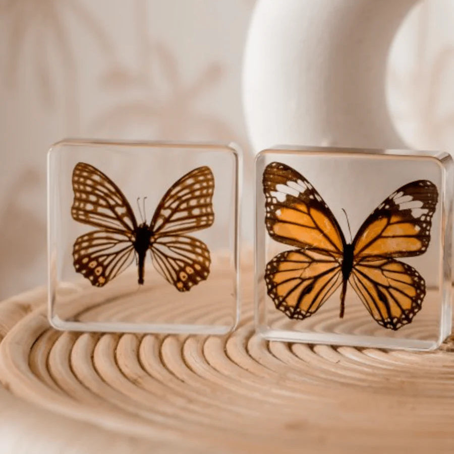 Butterfly Specimen Pair - Tiger Butterfly + Red Ring Skirt Butterfly