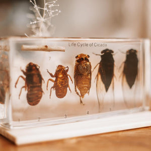 Cicada Lifecycle Specimen Block