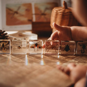 Creepy Crawlers Specimen Set