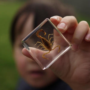 Creepy Crawlers Specimen Set