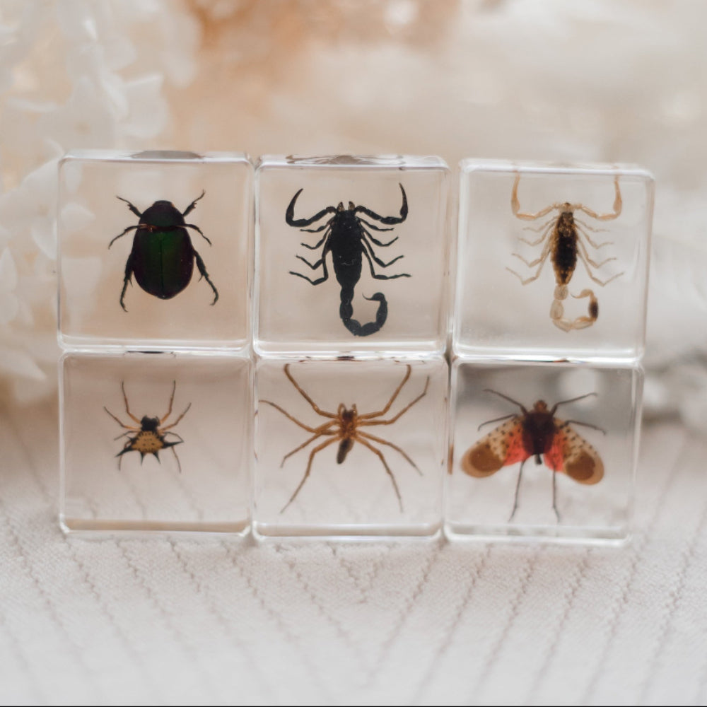 Creepy Crawlers Specimen Set