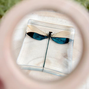 Blue Damselfly Specimen