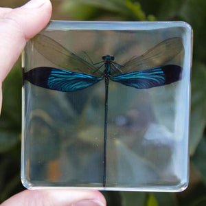 Blue Damselfly Specimen