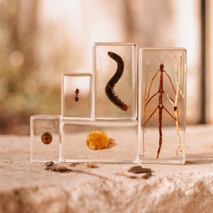 Garden Bug Specimen Set