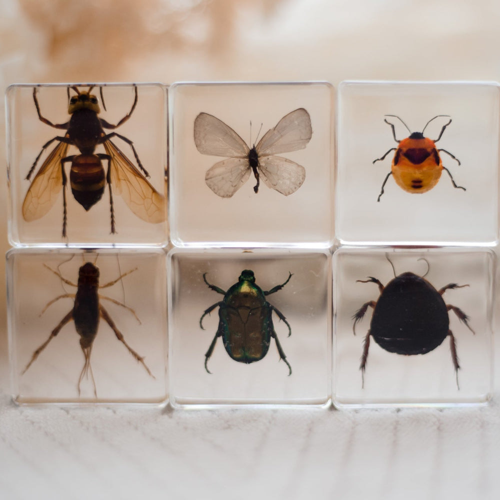 Investigative Insects Specimen Set