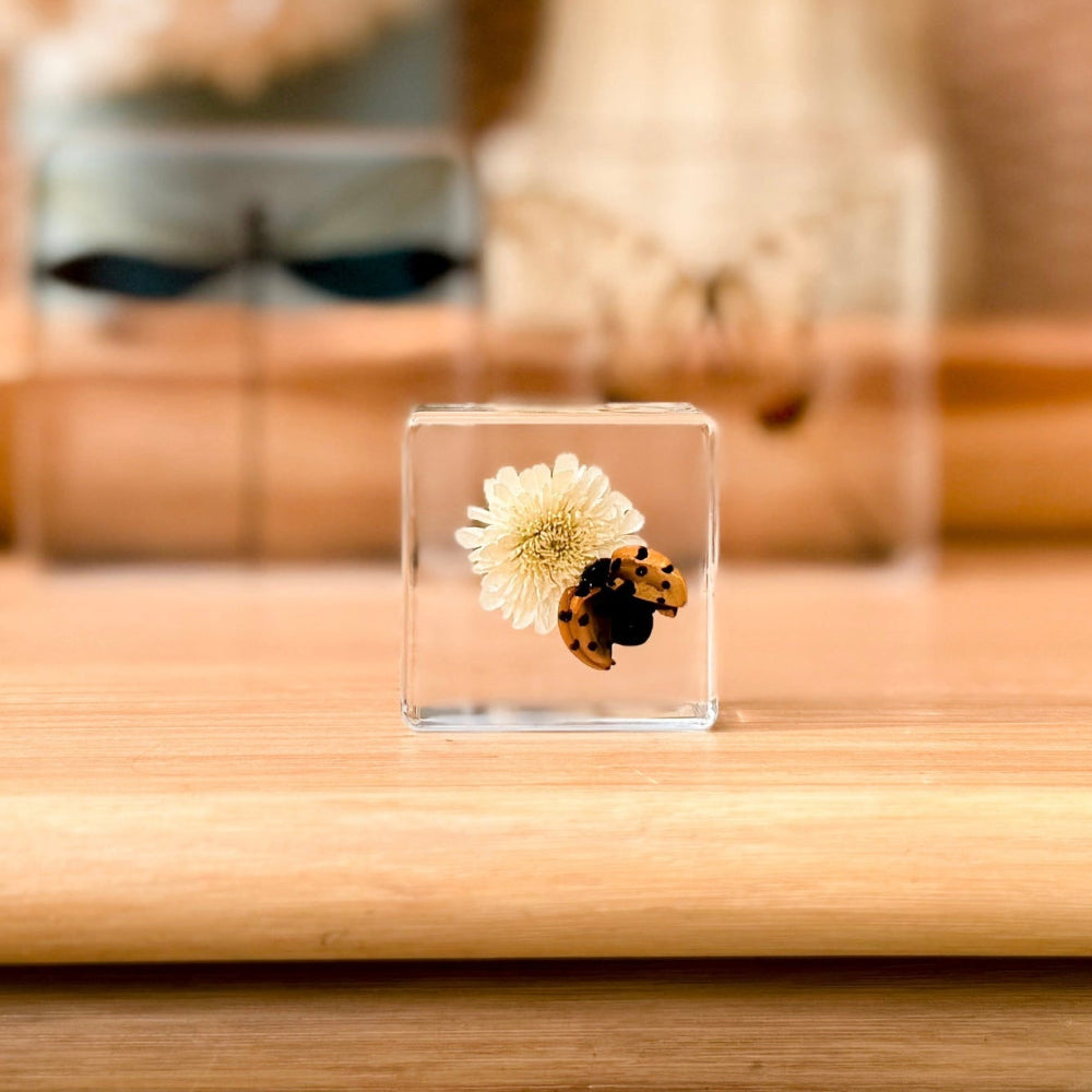 Ladybird + Flower Specimen