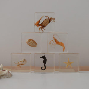 Ocean Explorer Specimen Set