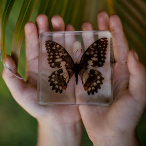 Lime Butterfly Specimen