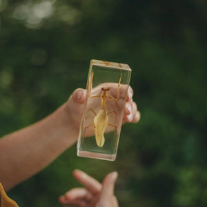 Praying Mantis Specimen