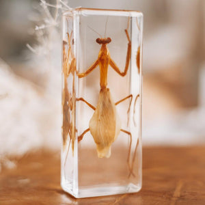 Praying Mantis Specimen