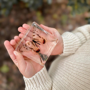 Swallowtail Butterfly Specimen