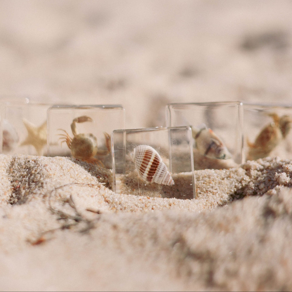 Sea Searchers Specimen Set