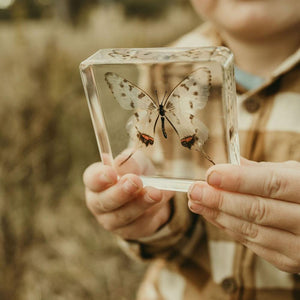 Swallowtail Butterfly Specimen