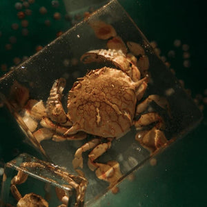 Flower Moon Crab Specimen